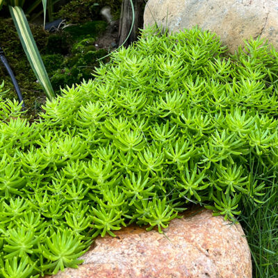 Cây mười giờ Úc