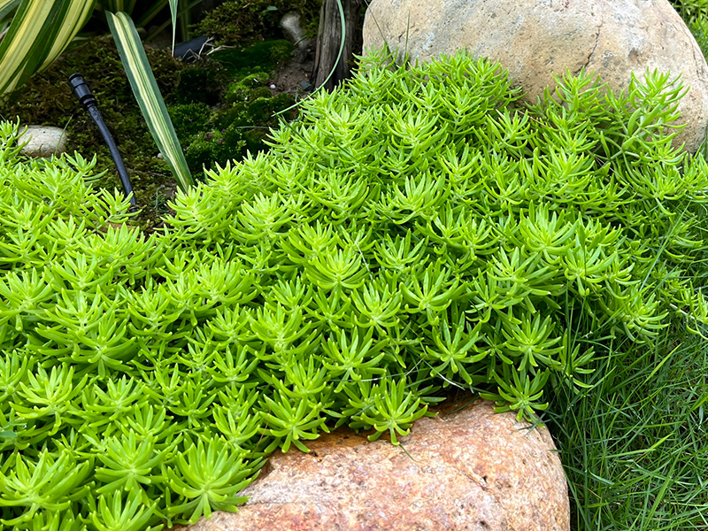 Cây mười giờ Úc