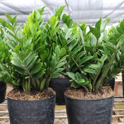 Cây phát tài (cây kim tiền)