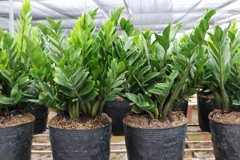 Cây phát tài (cây kim tiền)