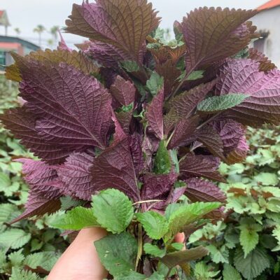 Rau Tía Tô – Rau Thơm Quen Thuộc