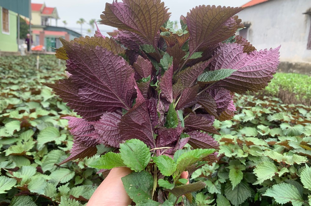 Rau Tía Tô – Rau Thơm Quen Thuộc