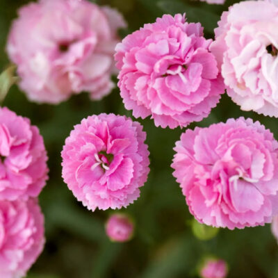 Hoa Cẩm Chướng – Sắc Màu Thanh Nhã