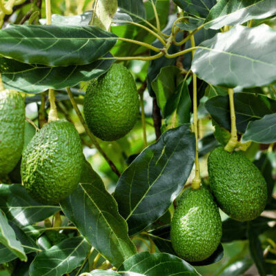 Cây Bơ – Cây Ăn Quả Giá Trị Cao