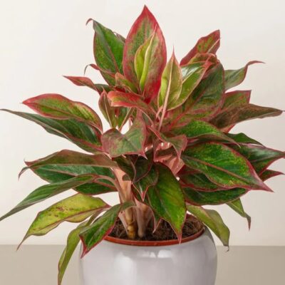 Cây Phú Quý – Biểu Tượng Thịnh Vượng