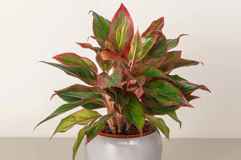 Cây Phú Quý – Biểu Tượng Thịnh Vượng