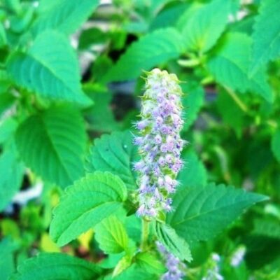 Kinh Giới – Rau Thơm Đặc Trưng