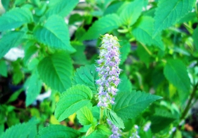 Kinh Giới – Rau Thơm Đặc Trưng