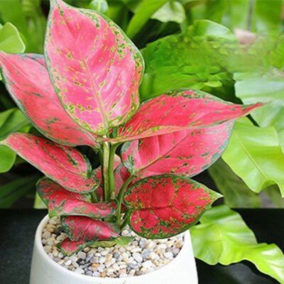 Cây Vạn Niên Thanh – Biểu Tượng Sức Khỏe