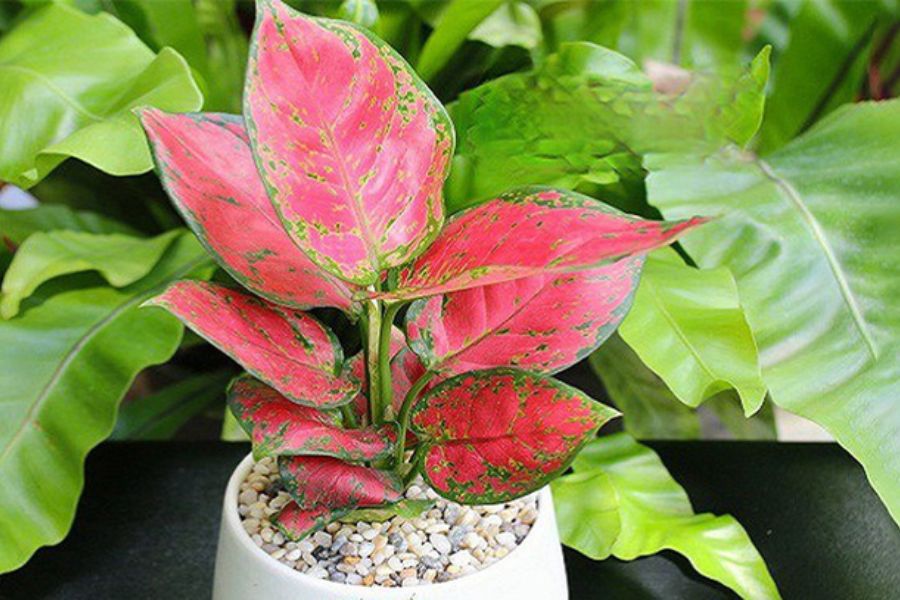 Cây Vạn Niên Thanh – Biểu Tượng Sức Khỏe