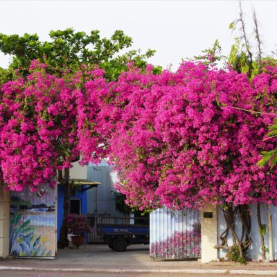 Hoa Giấy – Vẻ Đẹp Rực Rỡ Cho Mọi Không Gian