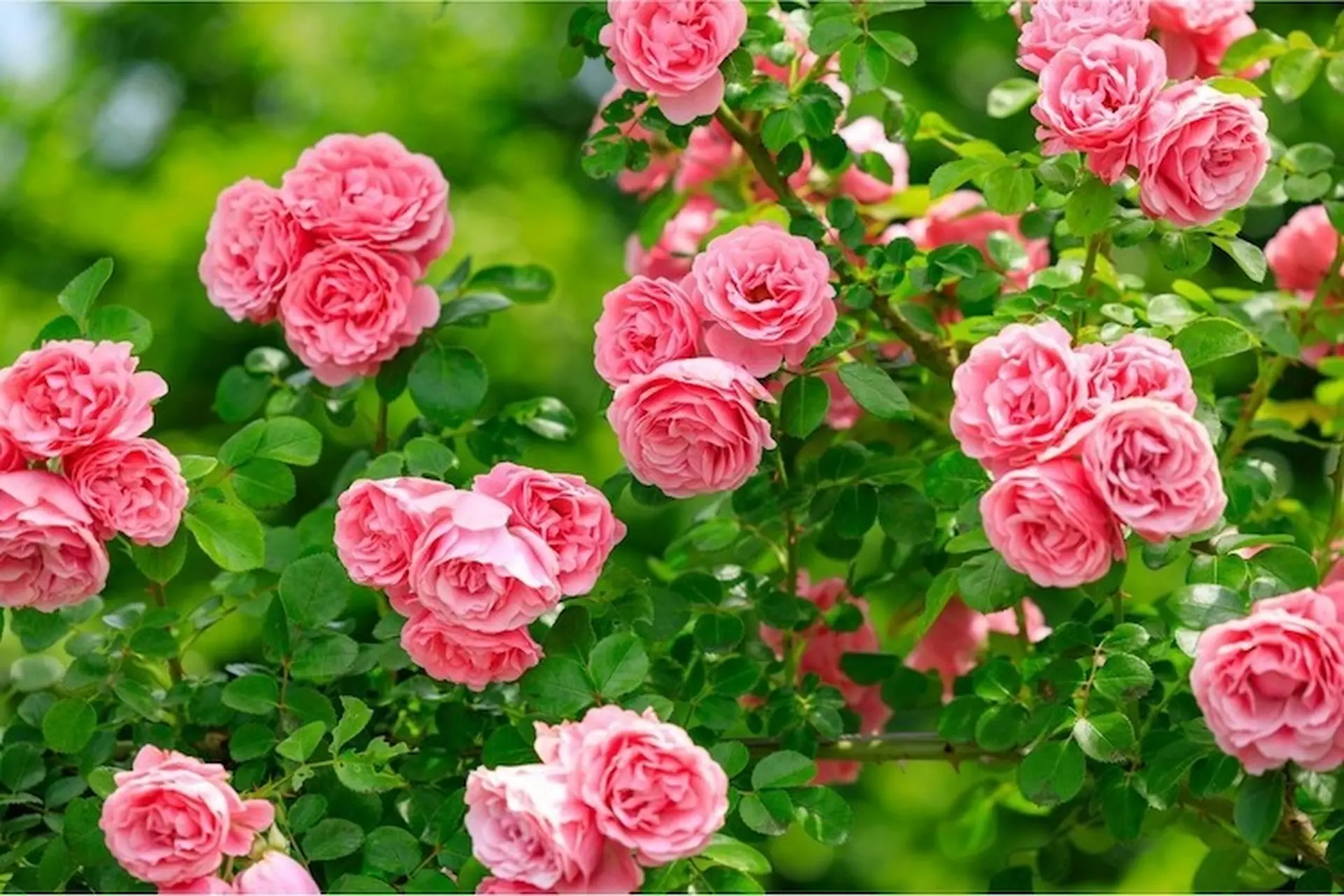 Hoa Hồng – Biểu Tượng Của Vẻ Đẹp Và Tình Yêu