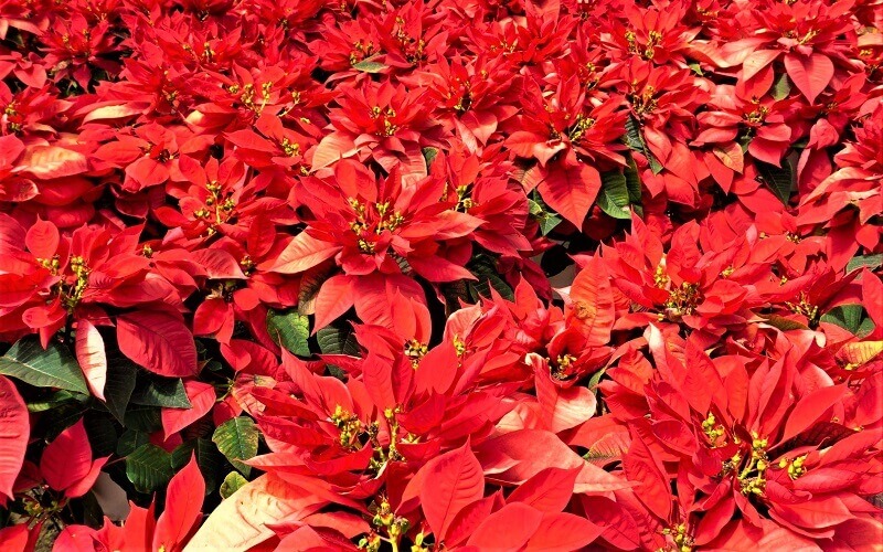 Hoa Trạng Nguyên – Vẻ Đẹp Rực Rỡ